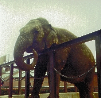 Fanny, now known as Tara